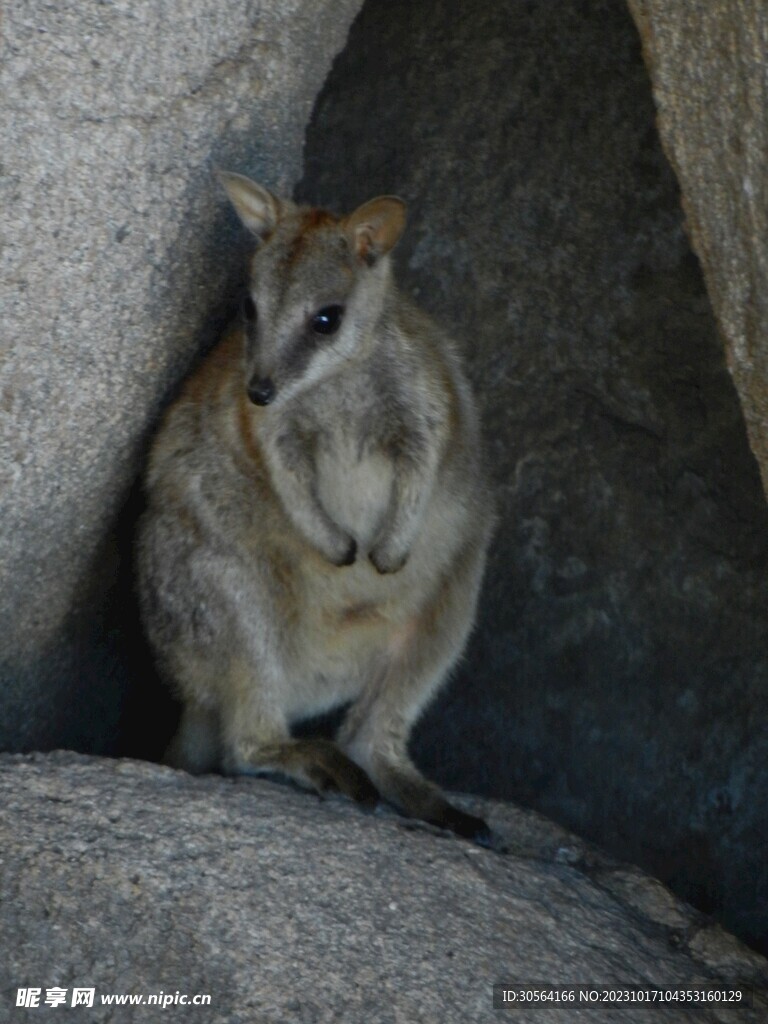 袋鼠