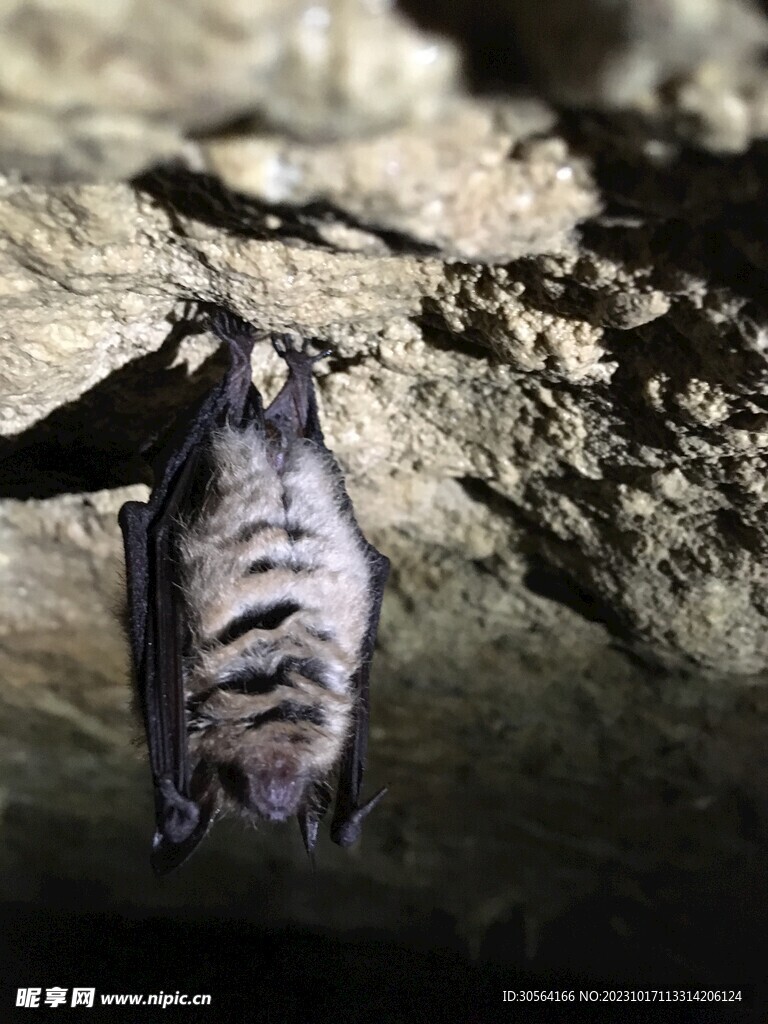 蝙蝠