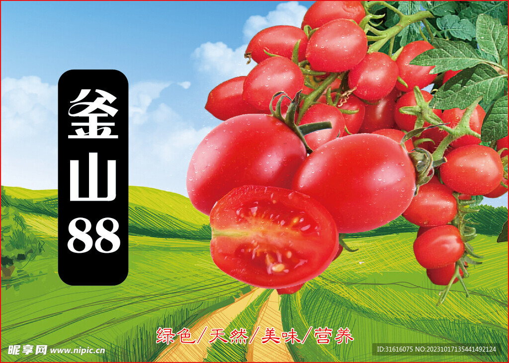 釜山小番茄