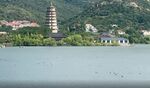 大圣湖水鸭