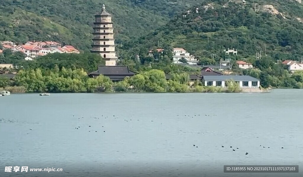 大圣湖水鸭