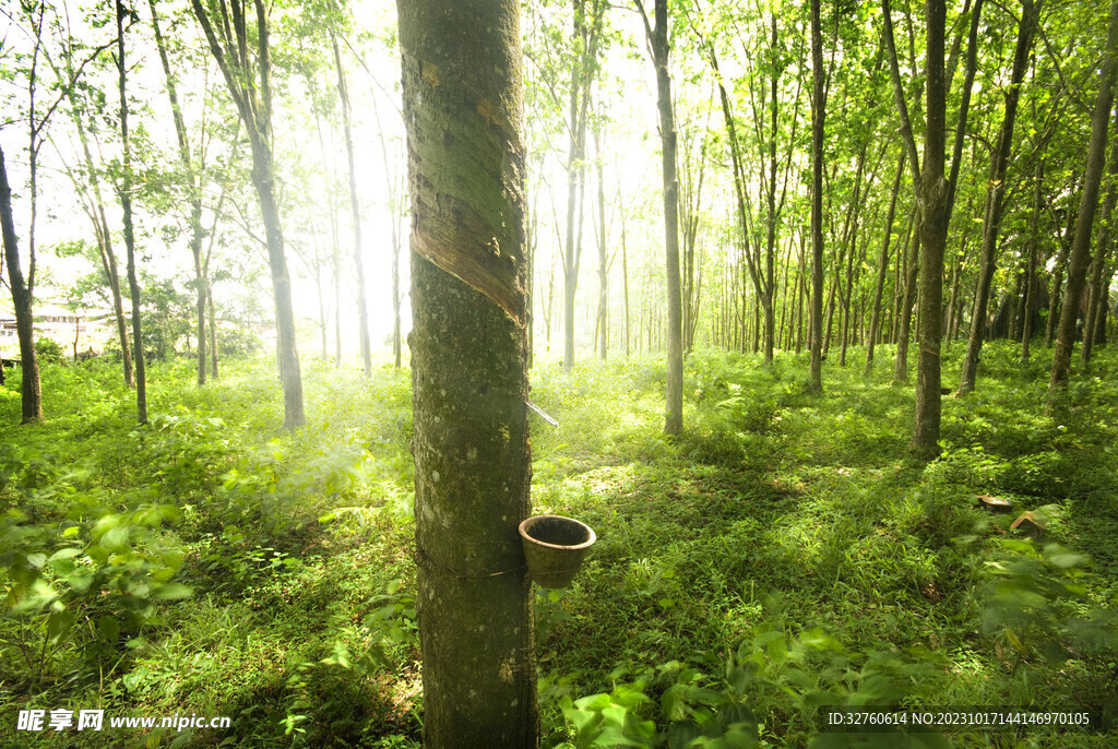 大自然森林 阳光照射树林 乳胶