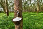 大自然树 割乳胶 橡胶