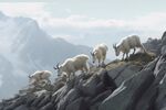 山羊