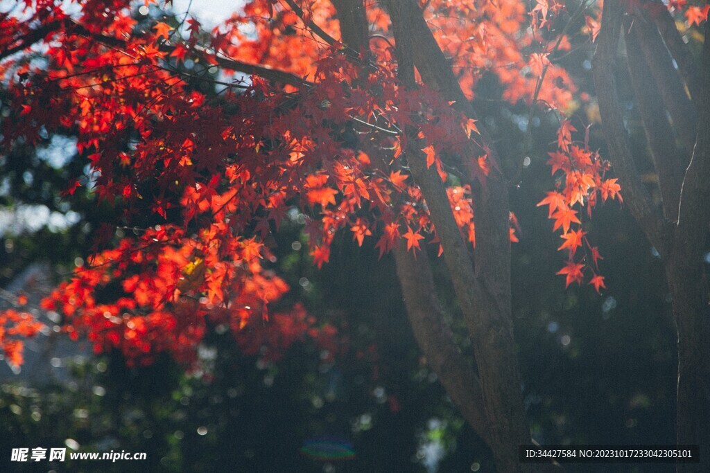 枫树红叶