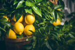 柠檬果园中的成熟柠檬果实