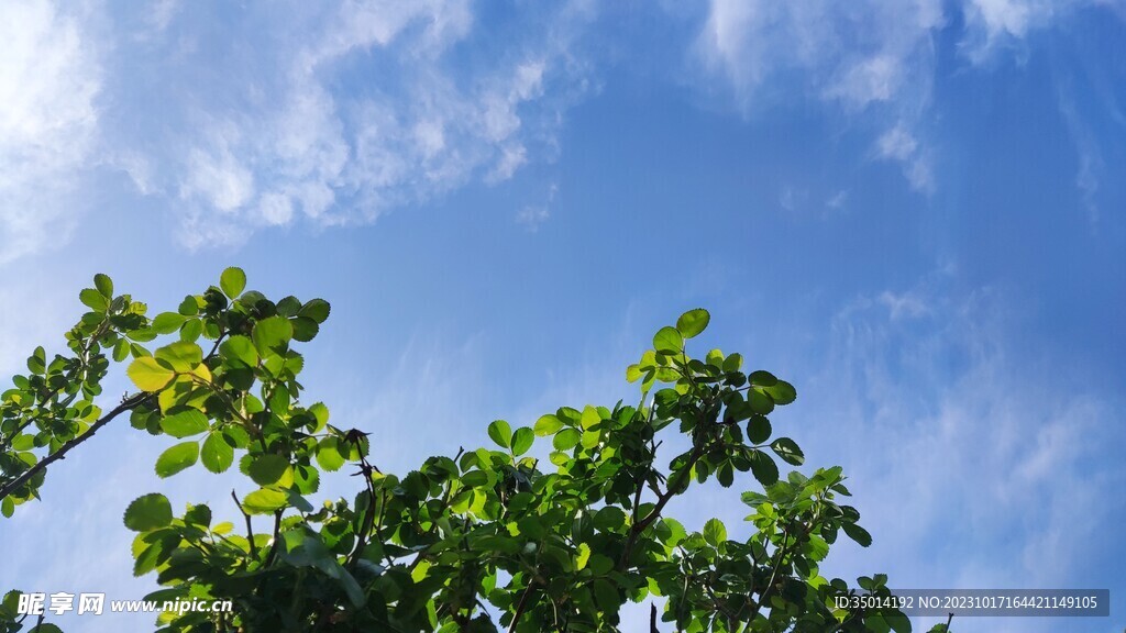 蓝天下的绿色植物