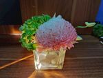 鲜花 盆栽 植物 花草 摆件 