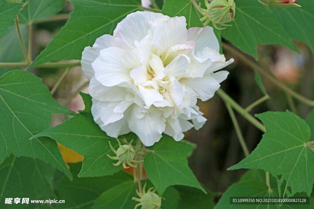 木芙蓉