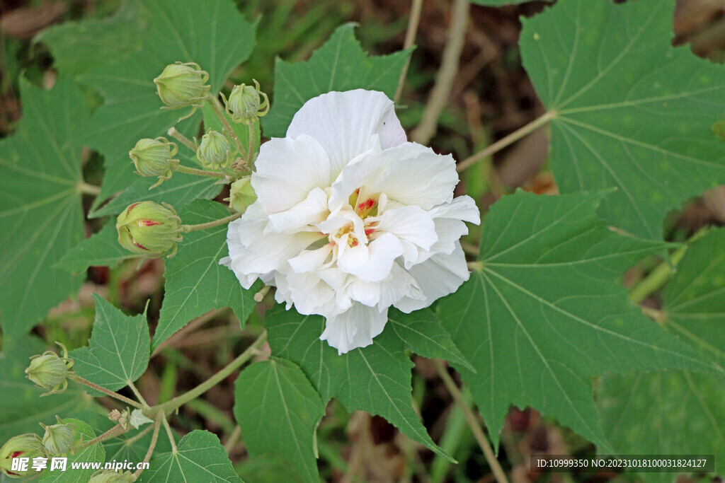 木芙蓉