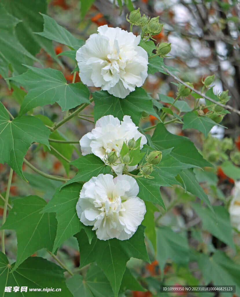 木芙蓉