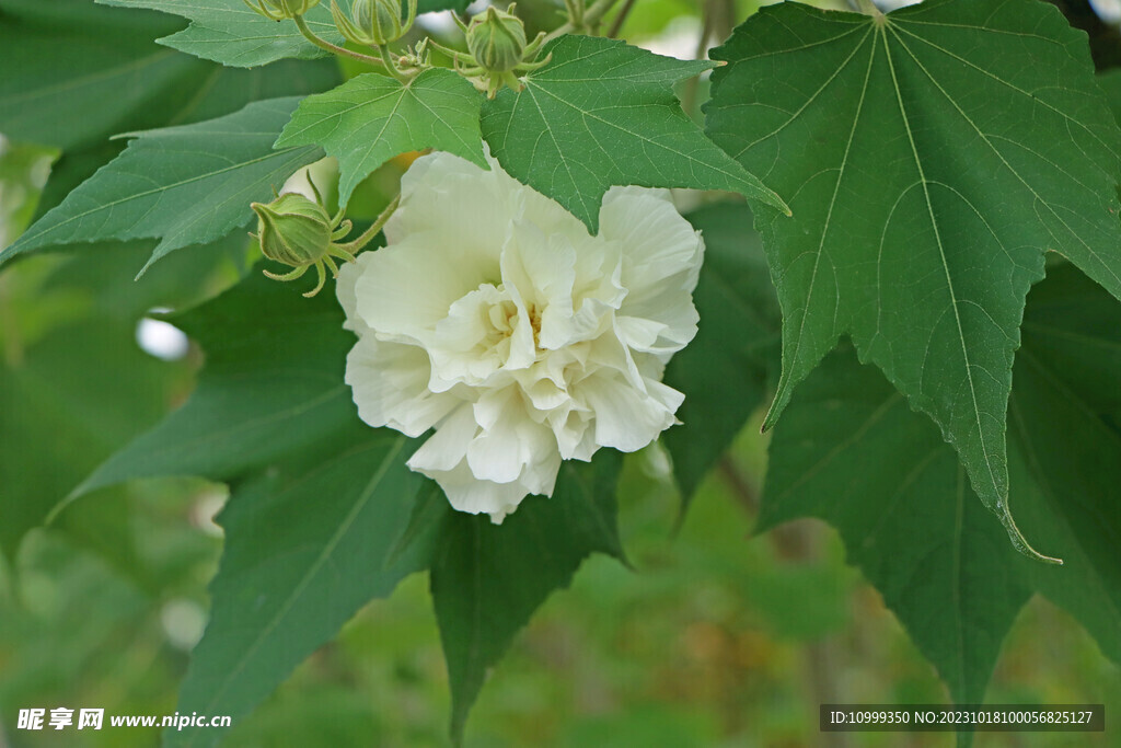 木芙蓉