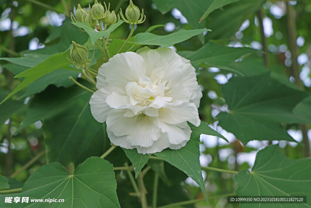 木芙蓉