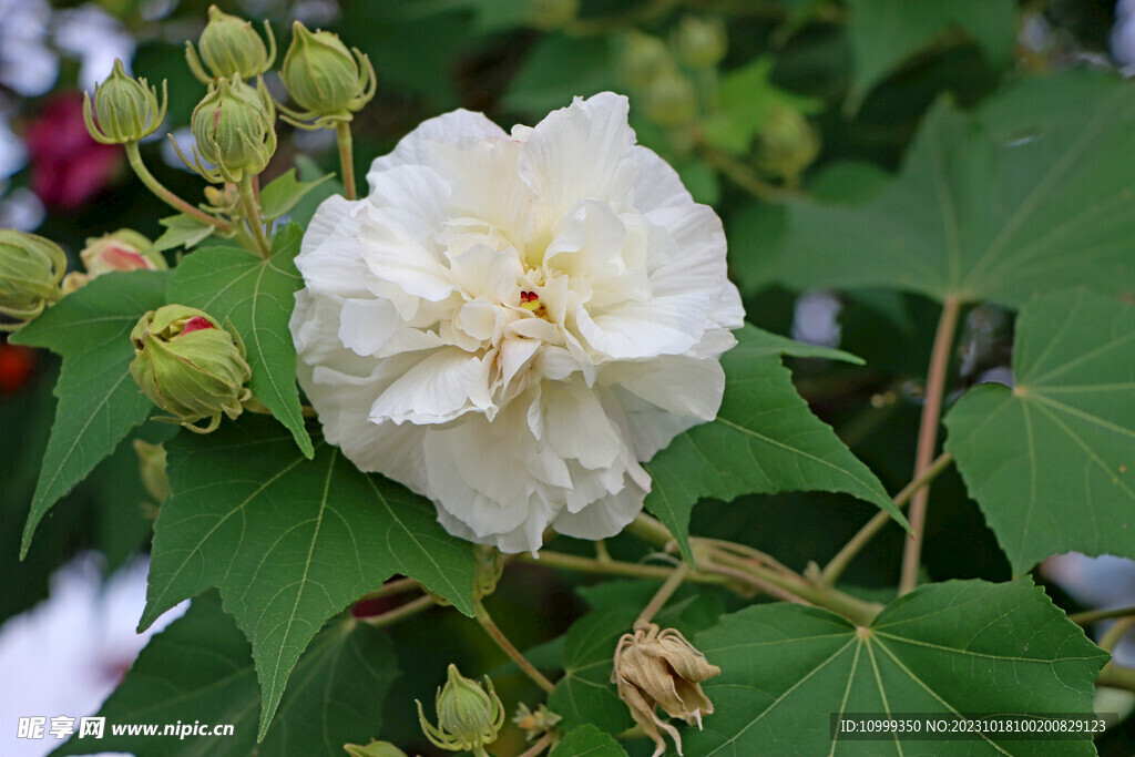 木芙蓉