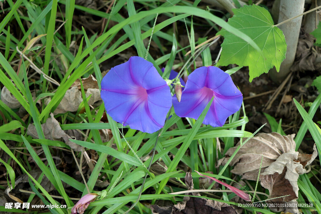 牵牛花