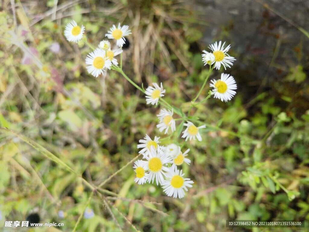 路边白色野花