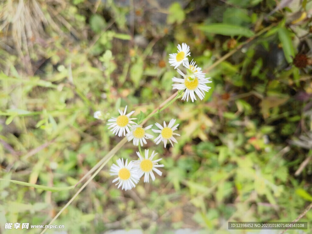 路边白色野花