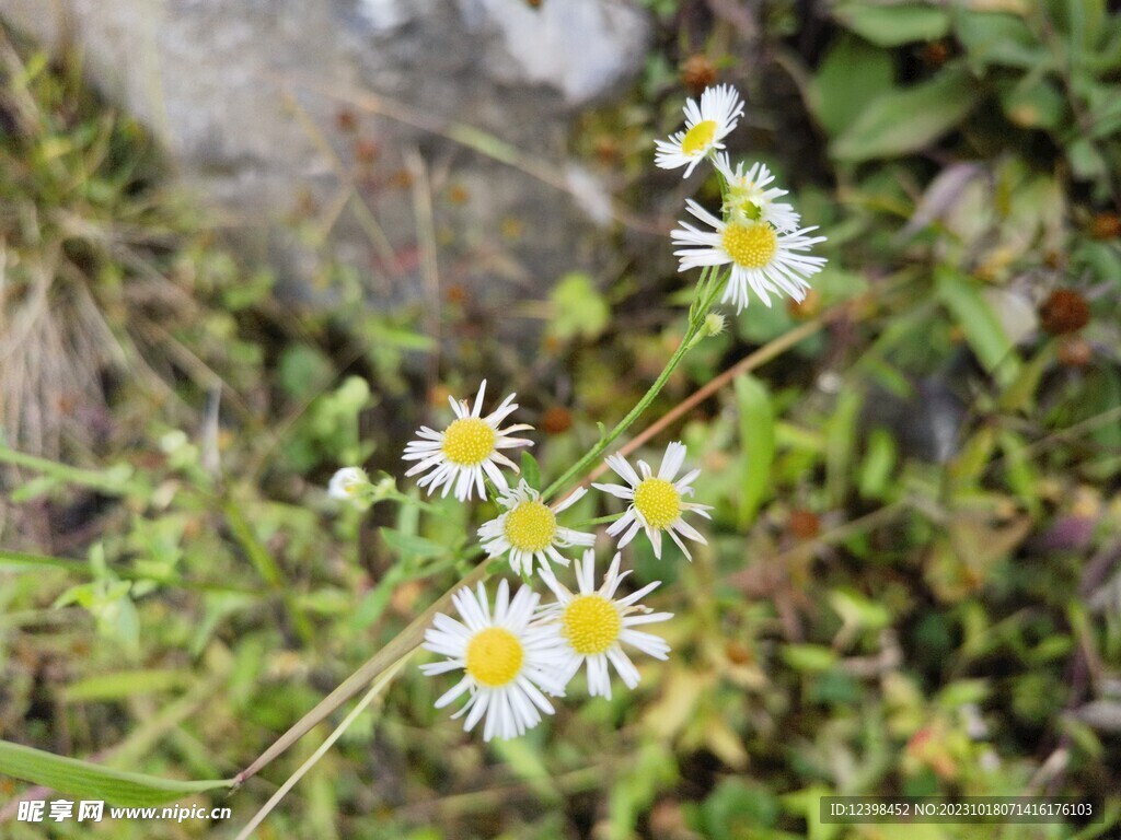 路边白色野花