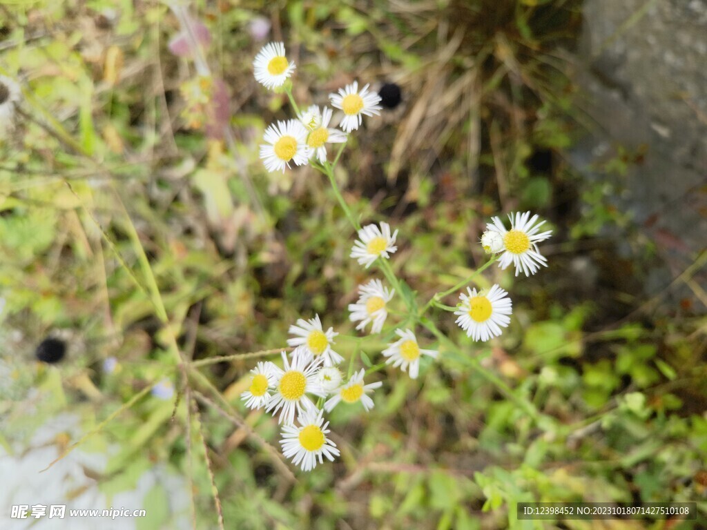 路边白色野花