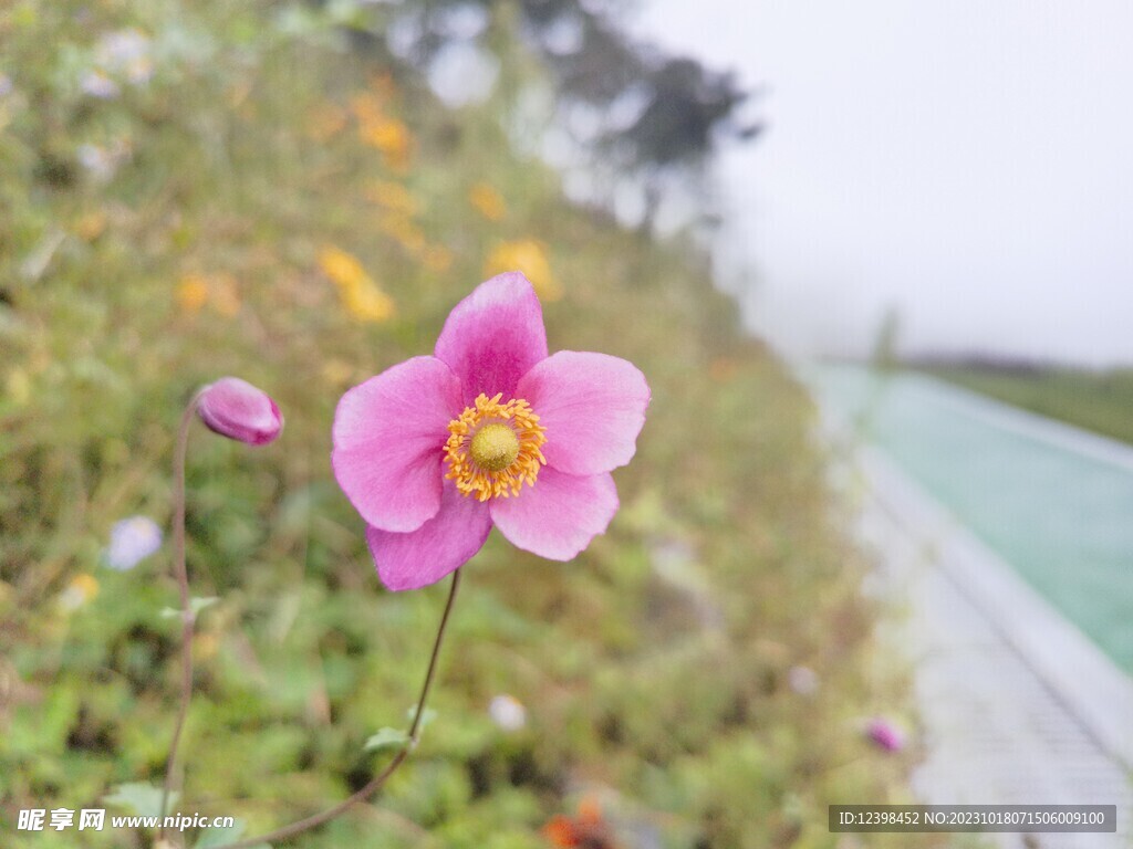 路边红色野花