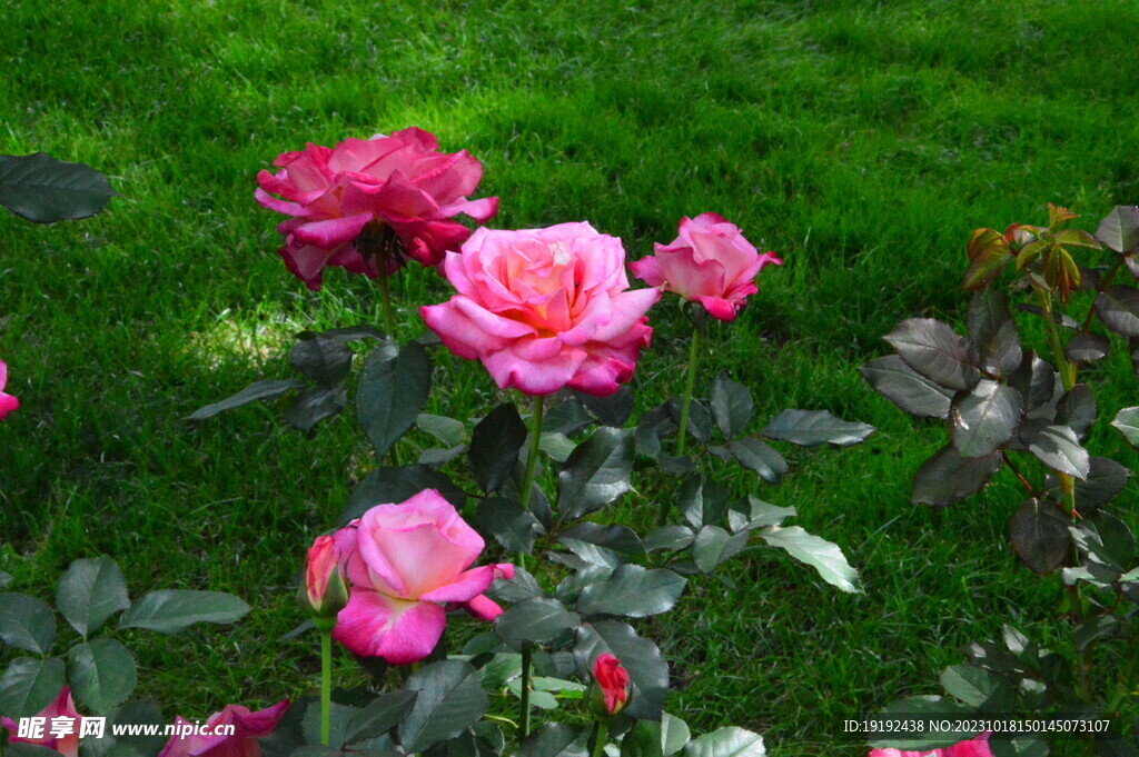 月季花