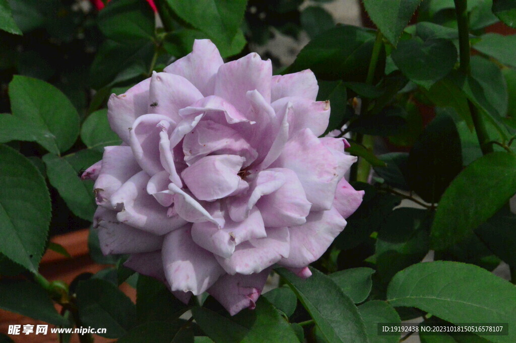 月季花 