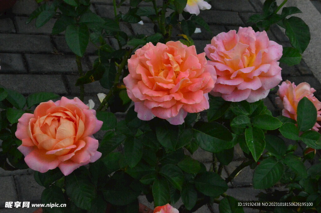 月季花