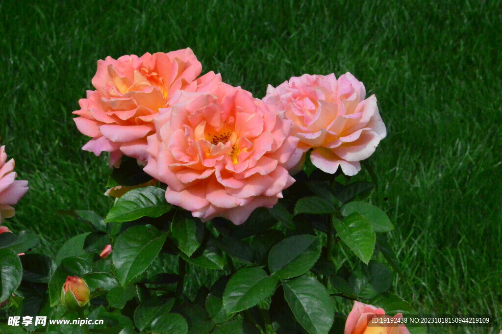 月季花