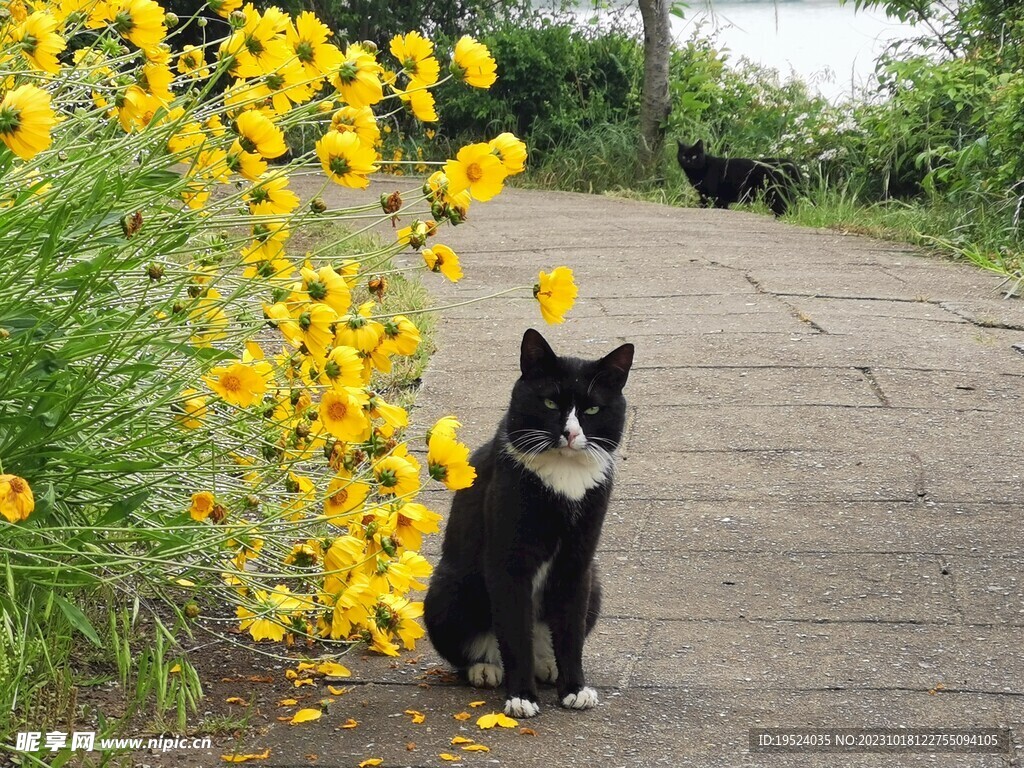 花丛边的黑白猫