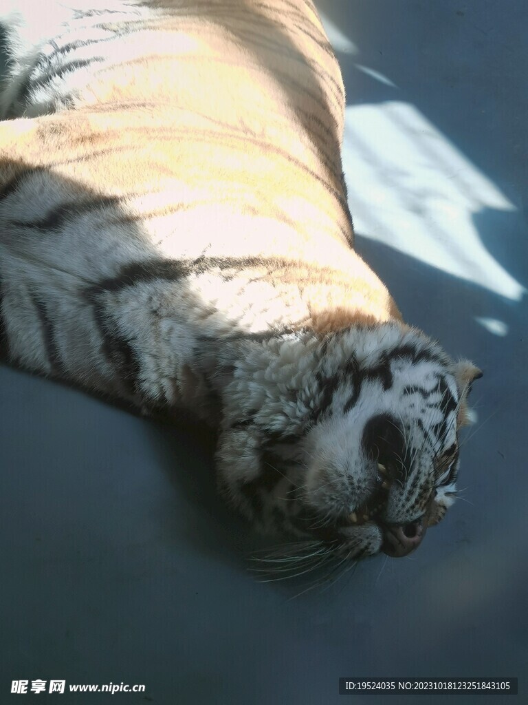 躺着的老虎