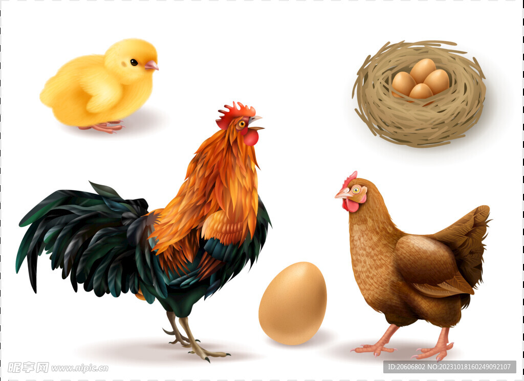 母鸡公鸡小鸡和鸡蛋插画