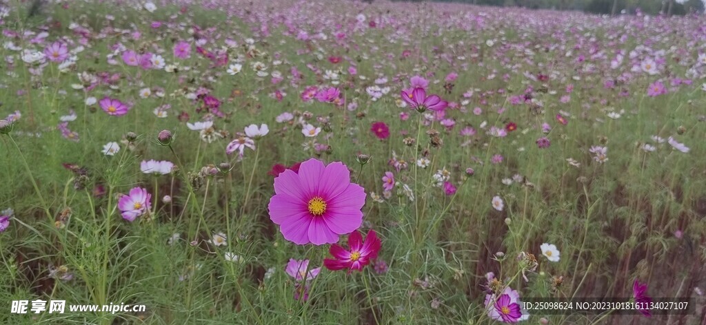 秋英花