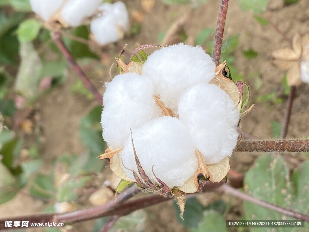 棉花
