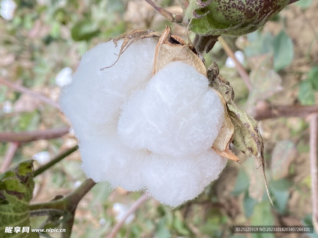 棉花