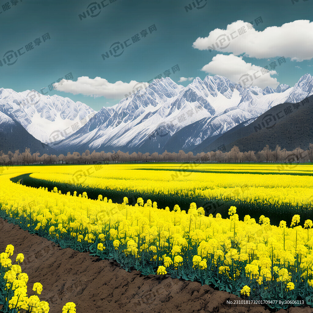 菜籽田园 突出菜籽 雪山