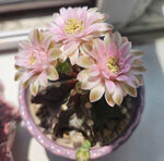 仙人球  花