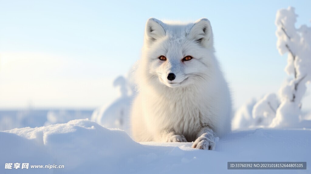 北极白狐