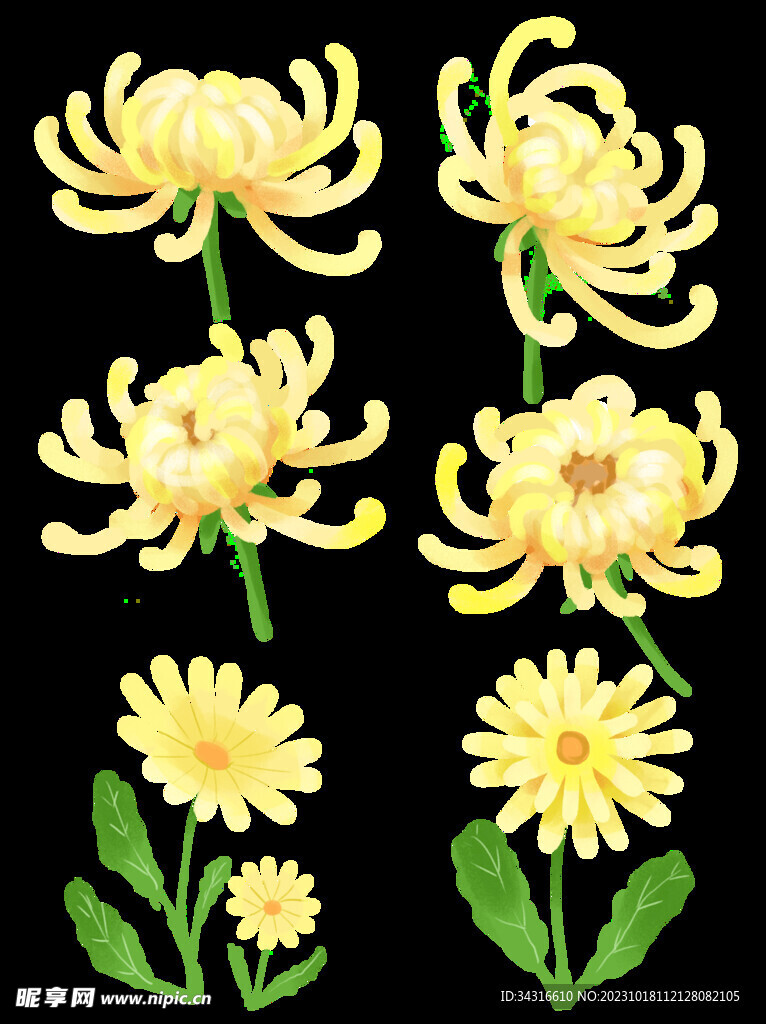 菊花