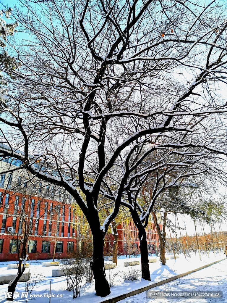 冬雪枯树