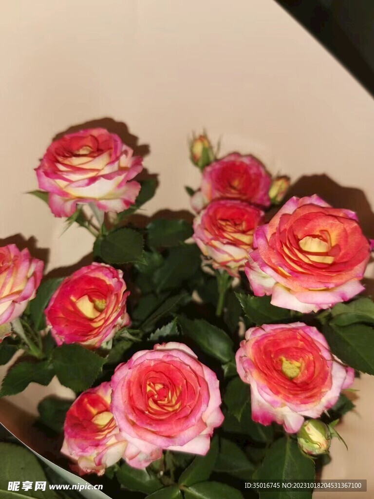 粉玫瑰