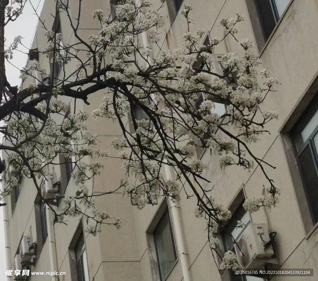 白花树