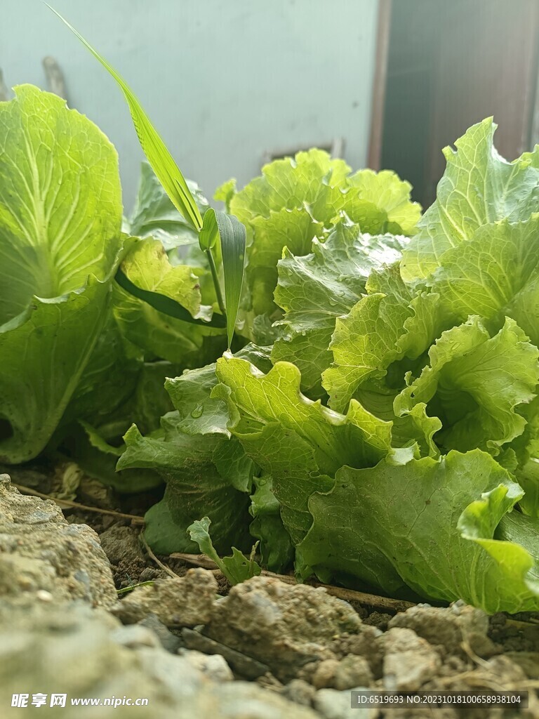 蔬菜