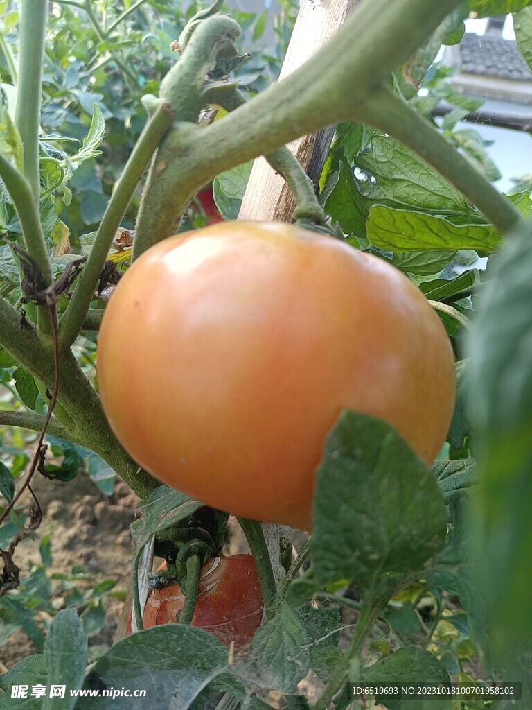 秋天果实