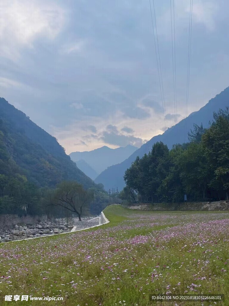 山脚下的花海