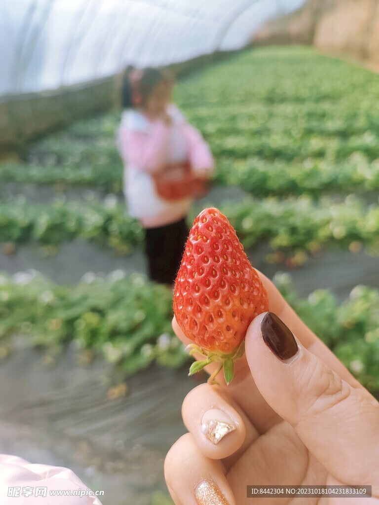 指尖草莓