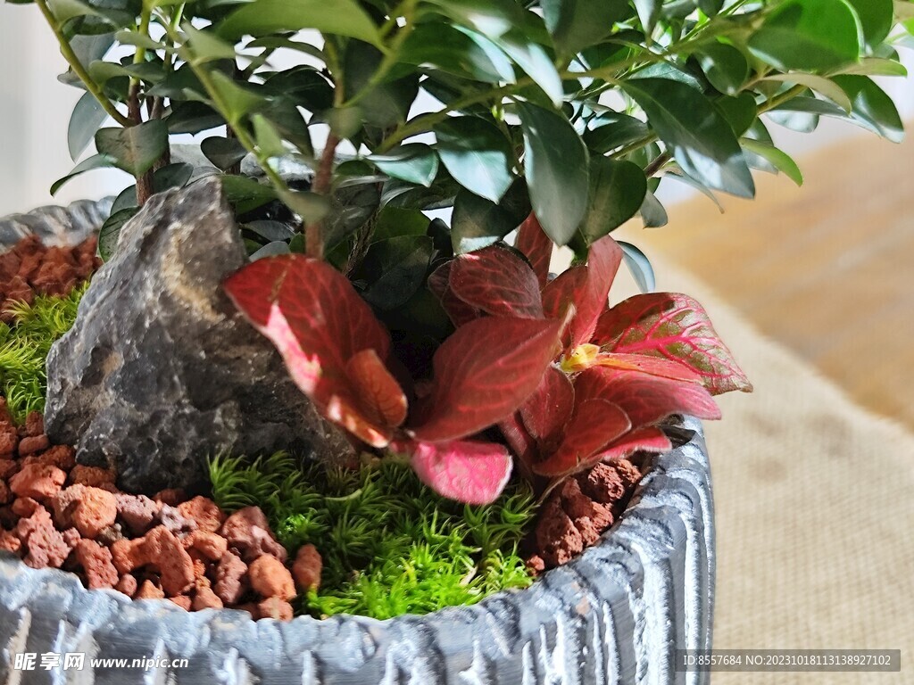 植物 盆栽 静物 花草 摄影 