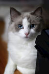 双色猫 