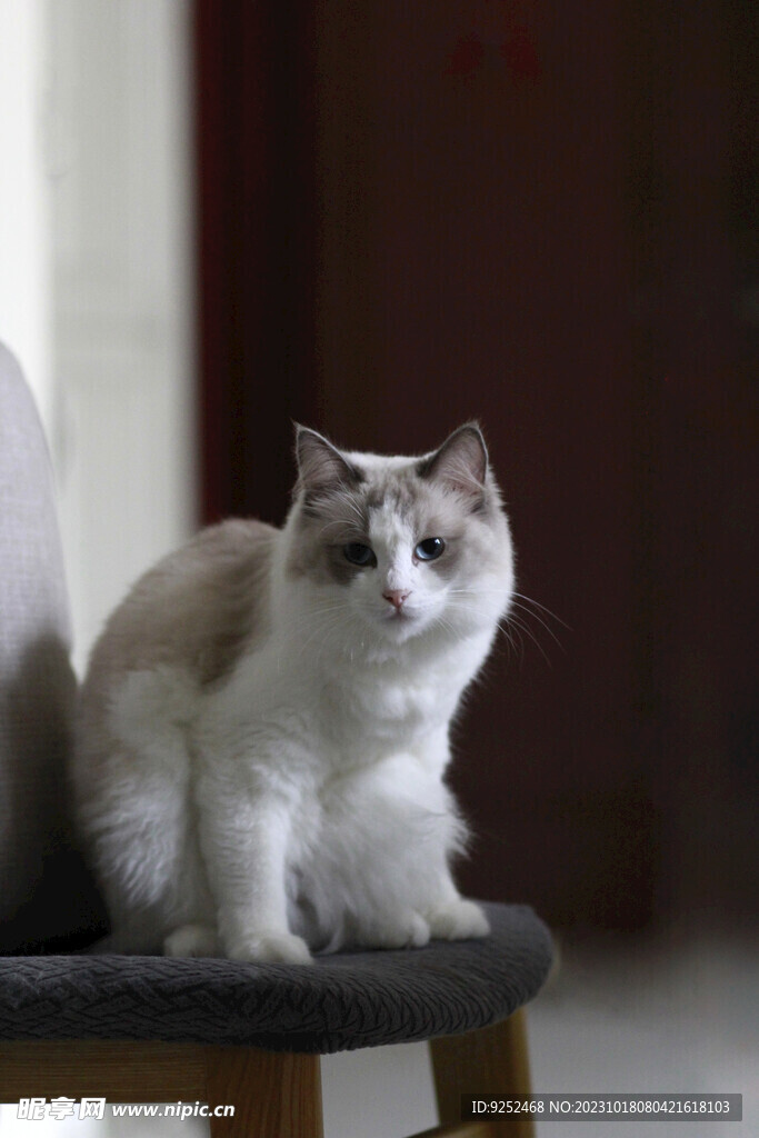 布偶小猫