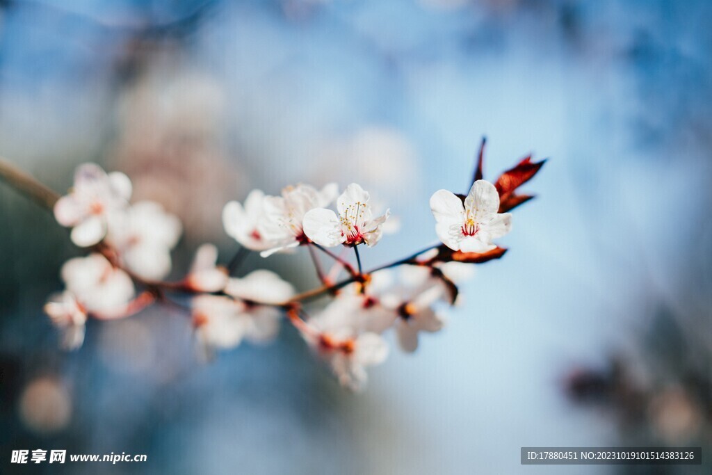 李花