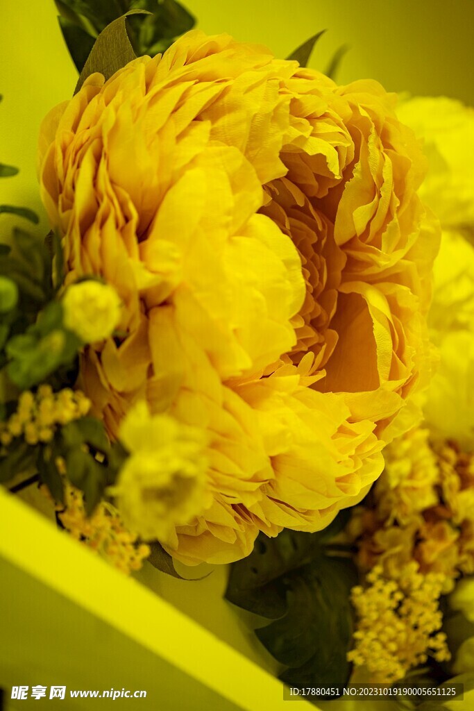花毛茛